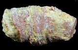 Pennsylvanian Aged Red Agatized Horn Coral - Utah #46151-1